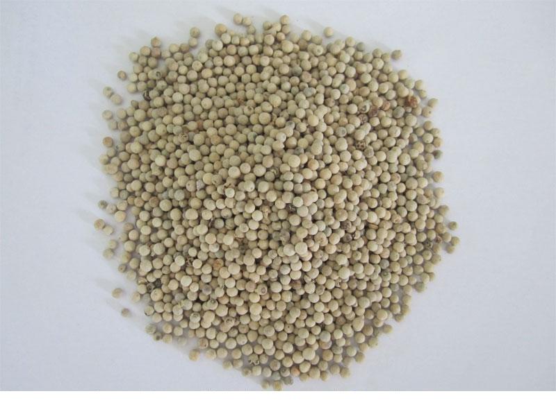 VIETNAM WHITE PEPPER 630 GL 